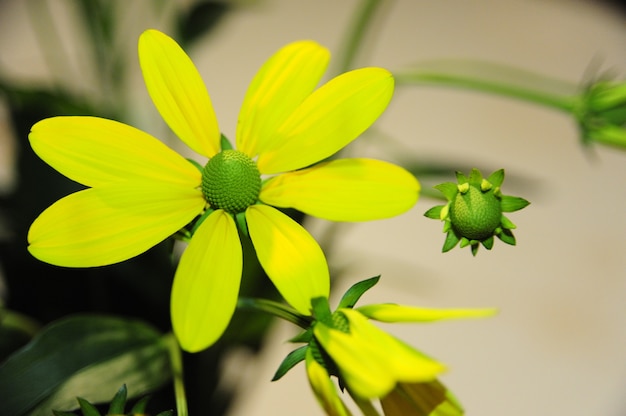 Kostenloses Foto atemberaubende aufnahme eines wunderschönen sonnenhuts in blüte