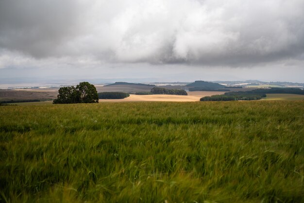 Atemberaubende Aussicht auf die Grasfelder unter dem bewölkten Himmel in Mount Kenya