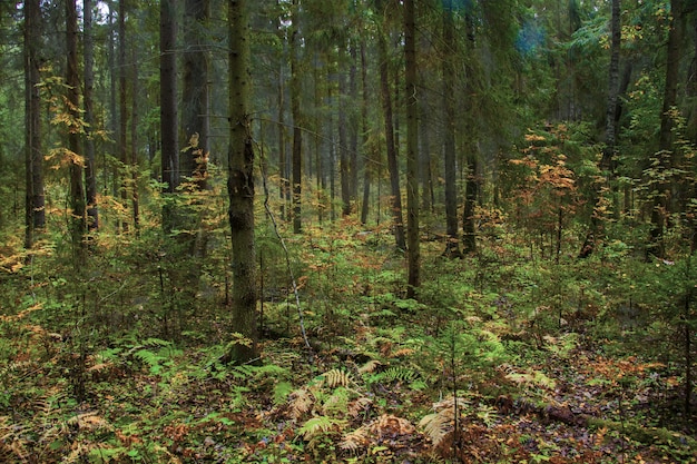 Atemberaubende aussicht auf die schönen bäume und pflanzen inmitten eines aktuellen dschungels