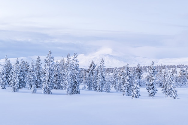 Kostenloses Foto atemberaubende aussicht auf einen schneebedeckten wald bei sonnenuntergang in norwegen
