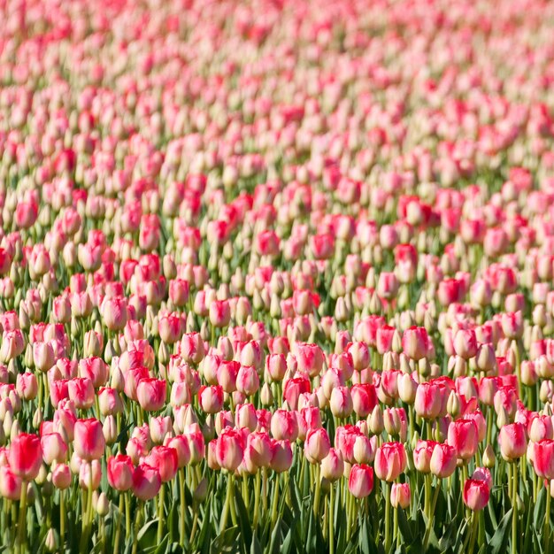 Atemberaubende Aussicht auf Tausende von wunderschönen rosa Tulpen, die an einem sonnigen Tag in einem Garten gefangen wurden