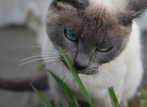 Atemberaubende cremefarbene und graue siamesische Katze mit hellblauen Augen.