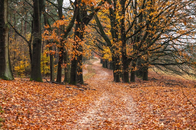 Atemberaubende Herbstszene mit einem Pfad im Wald und den Blättern auf dem Boden