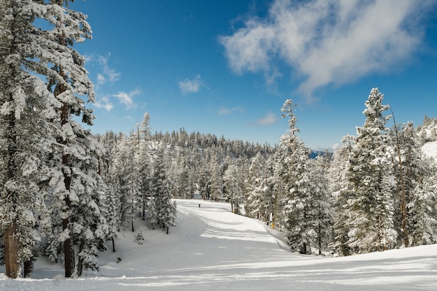 Atemberaubende Landschaft eines verschneiten Waldes voller Tannen unter klarem Himmel