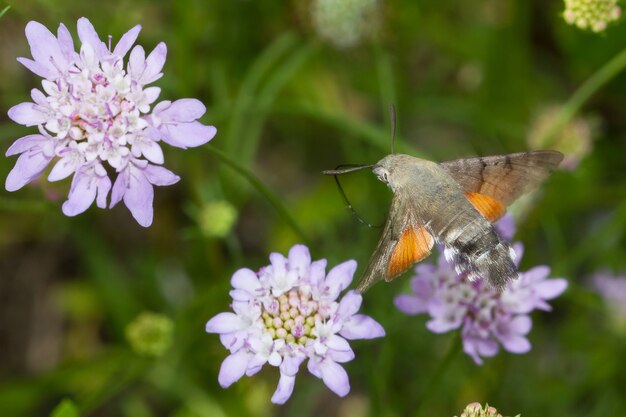 Atemberaubende Makroaufnahme eines fliegenden Kolibri-Hawk-Moth-Insekts, der Nektar auf einer Wildblume sammelt