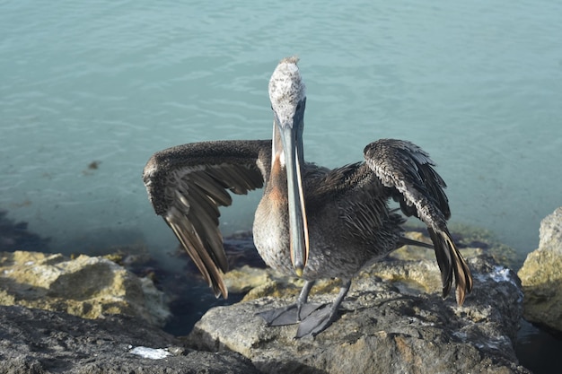 Atemberaubendes Foto eines großen Pelikans, der auf einem Steg in Aruba steht