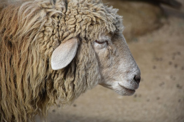 Atemberaubendes Profil eines wolligen Schafes in einem Hof.