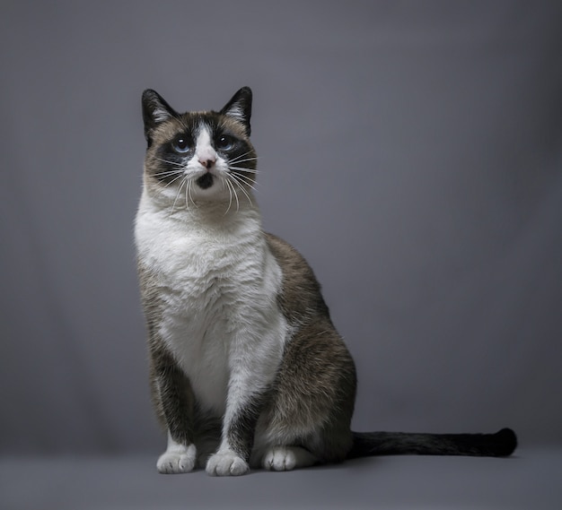 Atemberaubendes quadratisches Porträt einer entzückenden süßen Katze