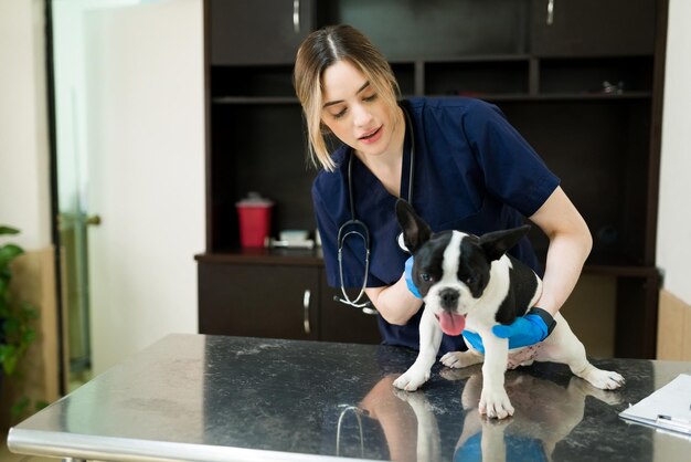 Attraktive kaukasische Frau, die mit einem Boston Terrier im Büro des Tierarztes arbeitet. Tierärztin, die die Gesundheit und die Symptome eines kranken Hundes in der Tierklinik überprüft