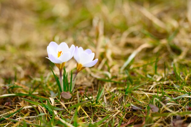 Bilder Krokusse Gratis Vektoren Fotos Und Psds