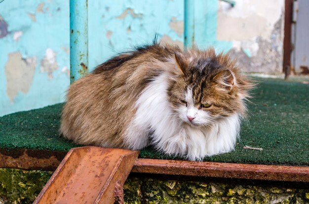 Bilder Flauschige Katze Gratis Vektoren Fotos Und Psds