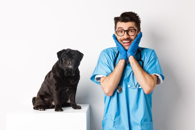 Aufgeregter junger männlicher Arzt, der das süße Haustier bewundert, das auf dem Tisch sitzt. Netter schwarzer Mopshund, der auf Untersuchung in der Tierklinik wartet, weißer Hintergrund