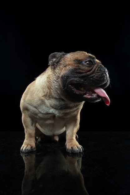 Aufmerksam. Junge französische Bulldogge posiert. Nettes Hündchen oder Haustier spielt, läuft und schaut glücklich lokalisiert auf schwarzem Hintergrund. Studio-Fotoshot. Konzept von Bewegung, Bewegung, Aktion. Copyspace.
