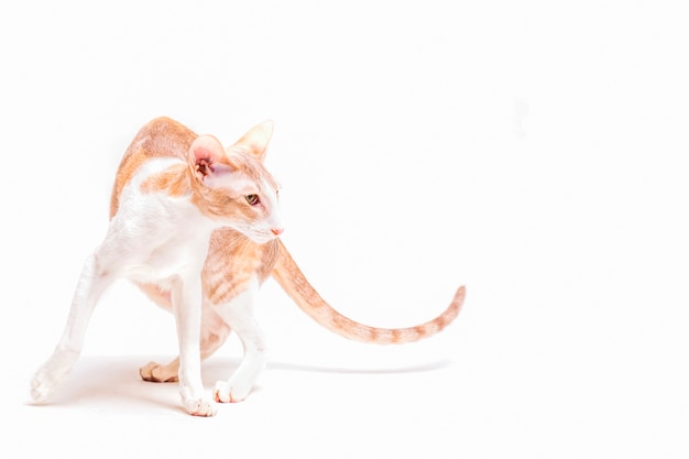 Aufmerksame kornische rex Katze, die gegen weißen Hintergrund steht
