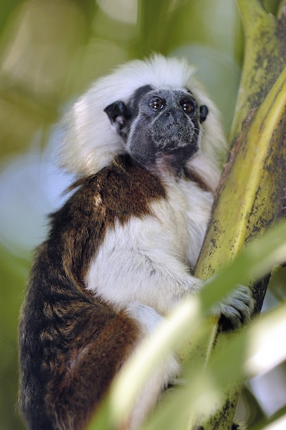 Aufnahme des Baumwolltop-Tamarin-Affen, der auf einem Baum sitzt