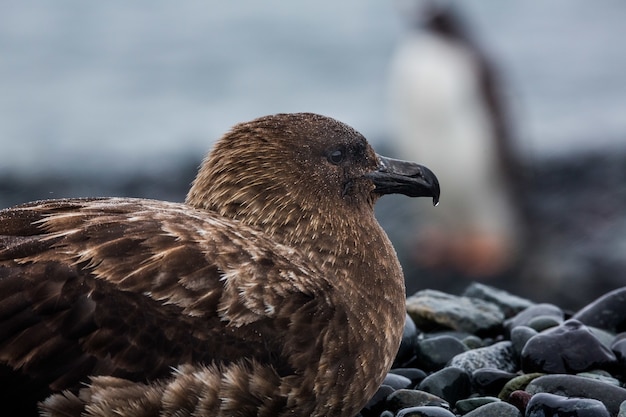 Aufnahme einer braunen Skua auf den Steinen in der Antarktis