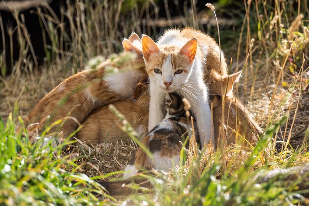 Aufnahme einer Katze, die in Richtung der Kamera blickt und Kätzchen stillt