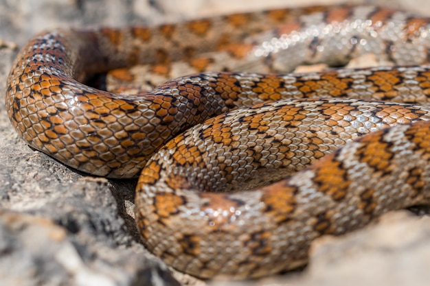 Aufnahme einer zusammengerollten erwachsenen Leopardenschlange oder einer europäischen Rattenschlange, Zamenis situla, in Malta