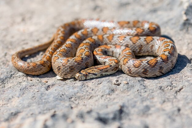 Aufnahme einer zusammengerollten erwachsenen Leopardenschlange oder einer europäischen Rattenschlange, Zamenis situla, in Malta