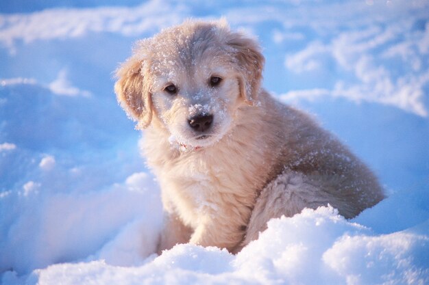 Aufnahme eines entzückenden weißen Golden Retriever-Welpen, der im Schnee sitzt