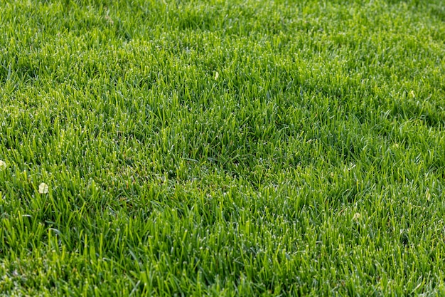 Aufnahme eines hellgrünen, frisch gemähten Rasens