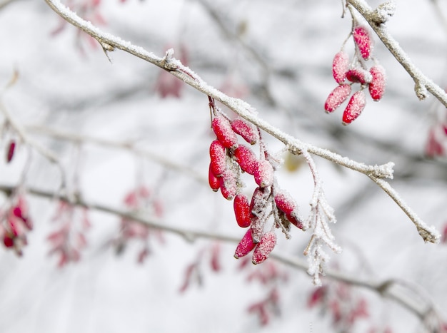 Aufnahme von frostigen Berberitzen auf einem Ast im Winter