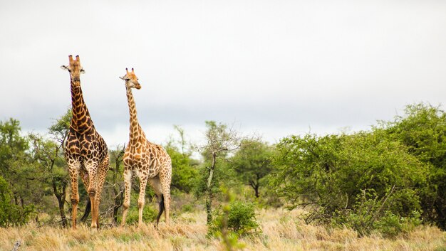 Aufnahme von zwei süßen und großen Giraffen auf Safari in Südafrika