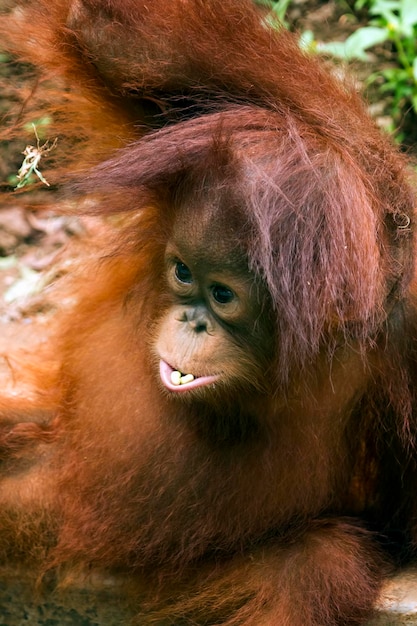 Ausdruck eines Orang-Utans mit einem Stein im Maul