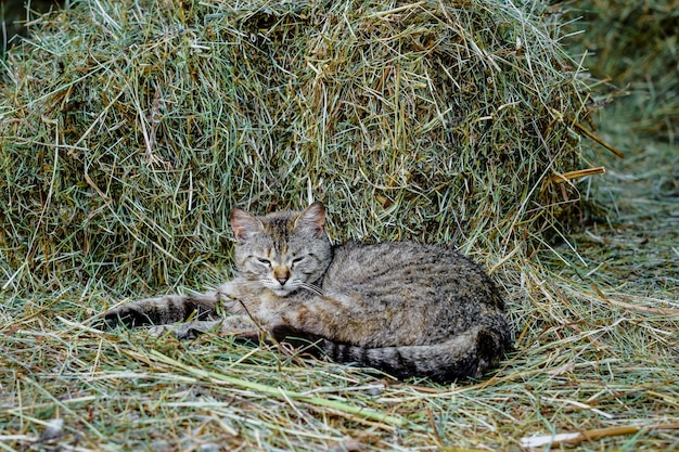 Ausgezüchtete graue Katze mit grünen Augen schläft in einem Stapel frischen Heus im ländlichen Leben