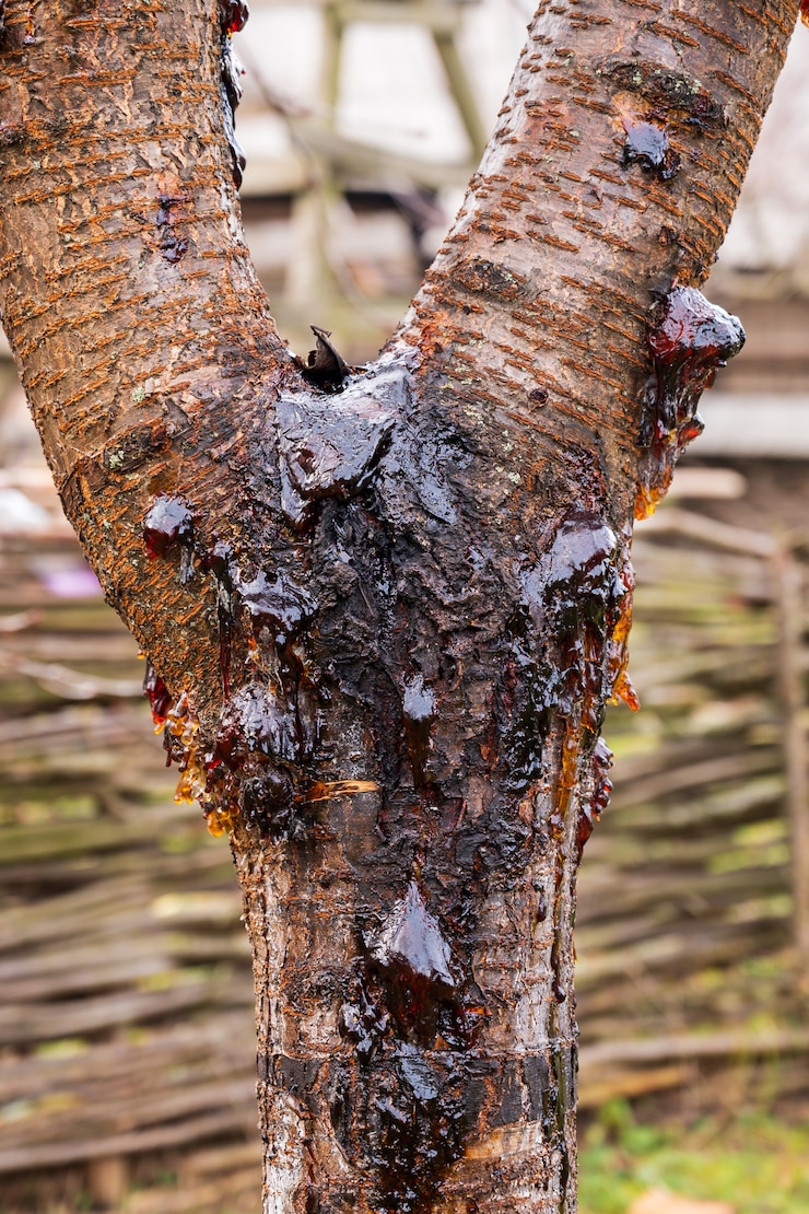 Kostenlose Foto auslaufender saft auf einem kirschbaum
