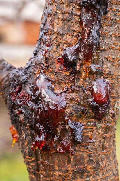 Auslaufender Saft auf einem Kirschbaum