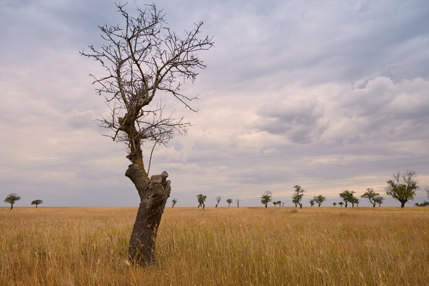 Außenaufnahme des isolierten einsamen nackten Baumes im Vordergrund. Bewölkter Himmel und trockene Wiese mit Bäumen, die von ihren Blättern abgezogen wurden. Summert, Herbst, ländliches Gebiet, Landschaft, Natur, Umweltkonzept