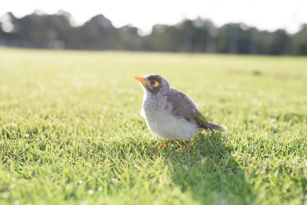 Australian Native Bird laute Bergmann im Gras, verschwommen Natur Hintergrund.