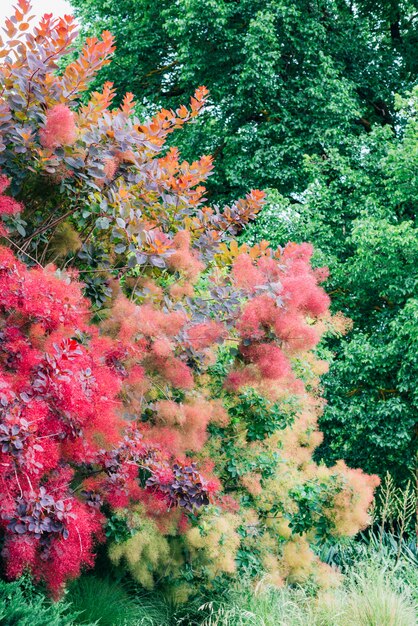 Australischen Strauch Rauch Baum