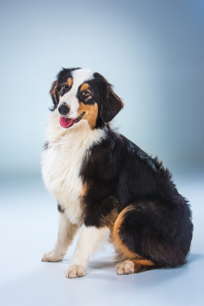 Australischer Schäferhund, Aussie