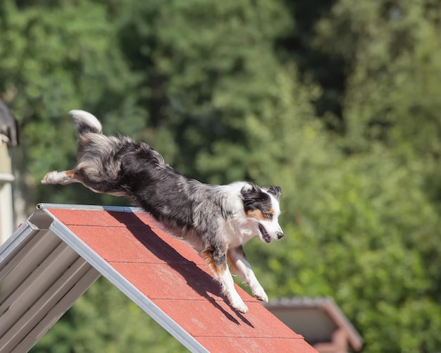 Australischer Schäferhund klettert auf einem Geschicklichkeitsparcours