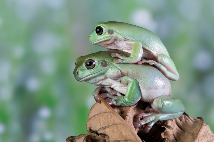 Kostenlose Foto australischer weißer laubfrosch auf ast