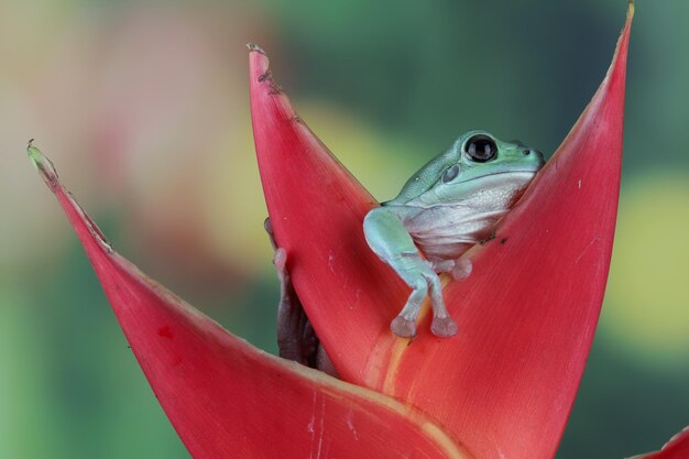 Australischer weißer Laubfrosch auf Blättern plump Frosch auf Ast