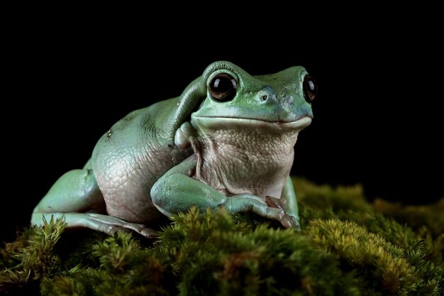 Australischer weißer Laubfrosch auf Holz Dumpy Frosch auf Ast Laubfrosch auf Blättern