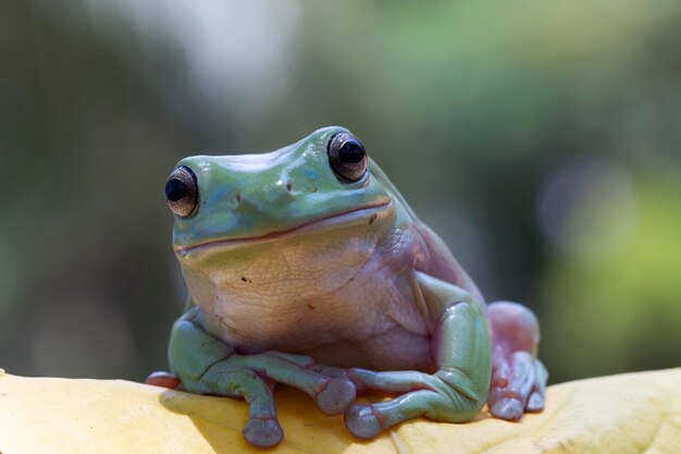 Australischer weißer Laubfrosch auf Holz Dumpy Frosch auf Ast Laubfrosch auf Blättern