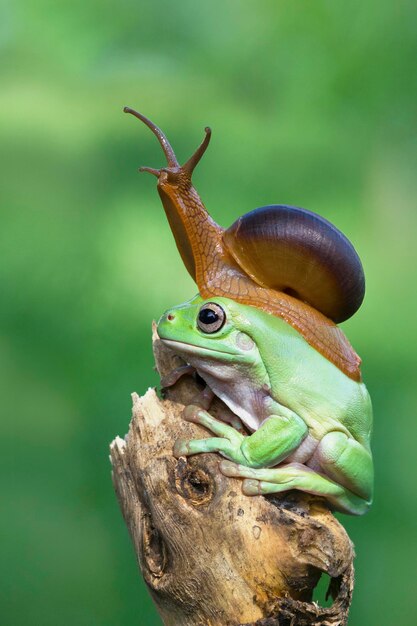 Australischer weißer Laubfrosch mit Schnecke auf dem Kopf