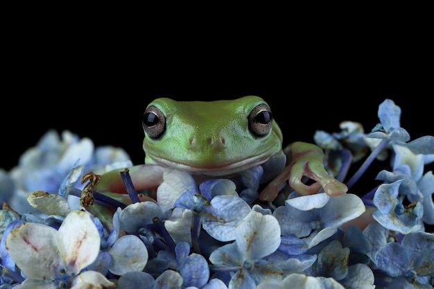 Kostenloses Foto australischer weißer laubfrosch nahaufnahme auf blume