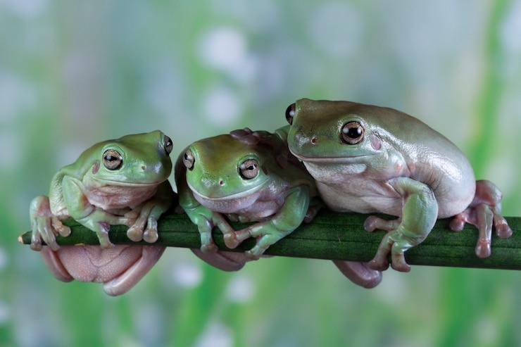 Kostenlose Foto australischer weißer laubfrosch sitzt auf ast