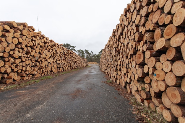 Auswahl von Holzstümpfen auf dem Land