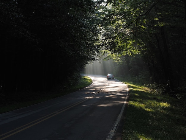 Auto fahren durch die Straße in einem Wald, umgeben von Bäumen unter dem Sonnenlicht