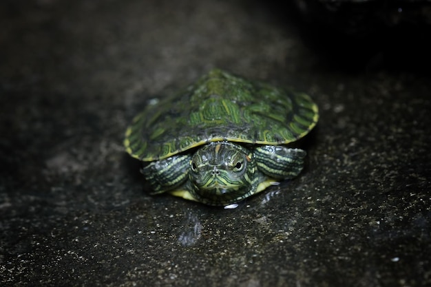 Baby Brasilianische Schildkröte Nahaufnahme auf Wasser