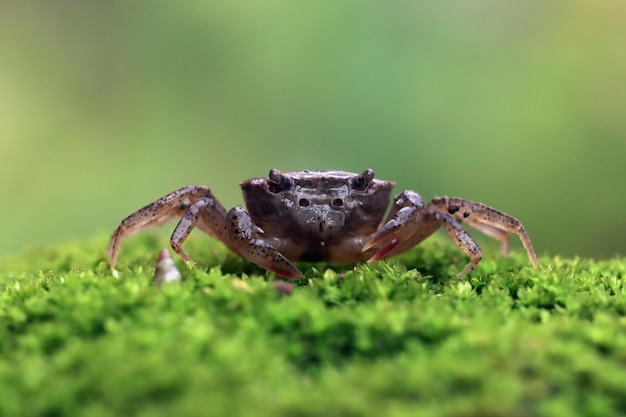 Baby Crab Closeup auf grünem Moos Closeup Convexa Crab mit defensiver Position Closeup Crab