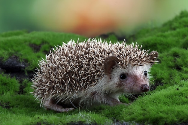 Baby-igel, der auf moos spielt