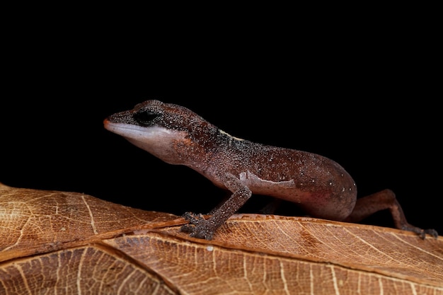 Kostenloses Foto baby-katzenauge-gecko-nahaufnahme