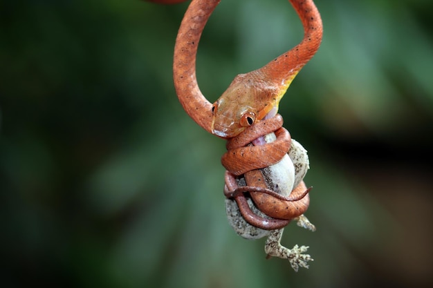 Kostenloses Foto baby-rote boiga-schlange auf baum, der versucht, eidechse zu essen baby-rote boiga-schlange closeup auf zweig